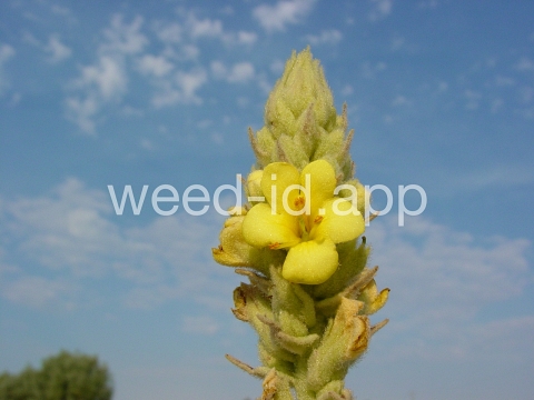mullein, common